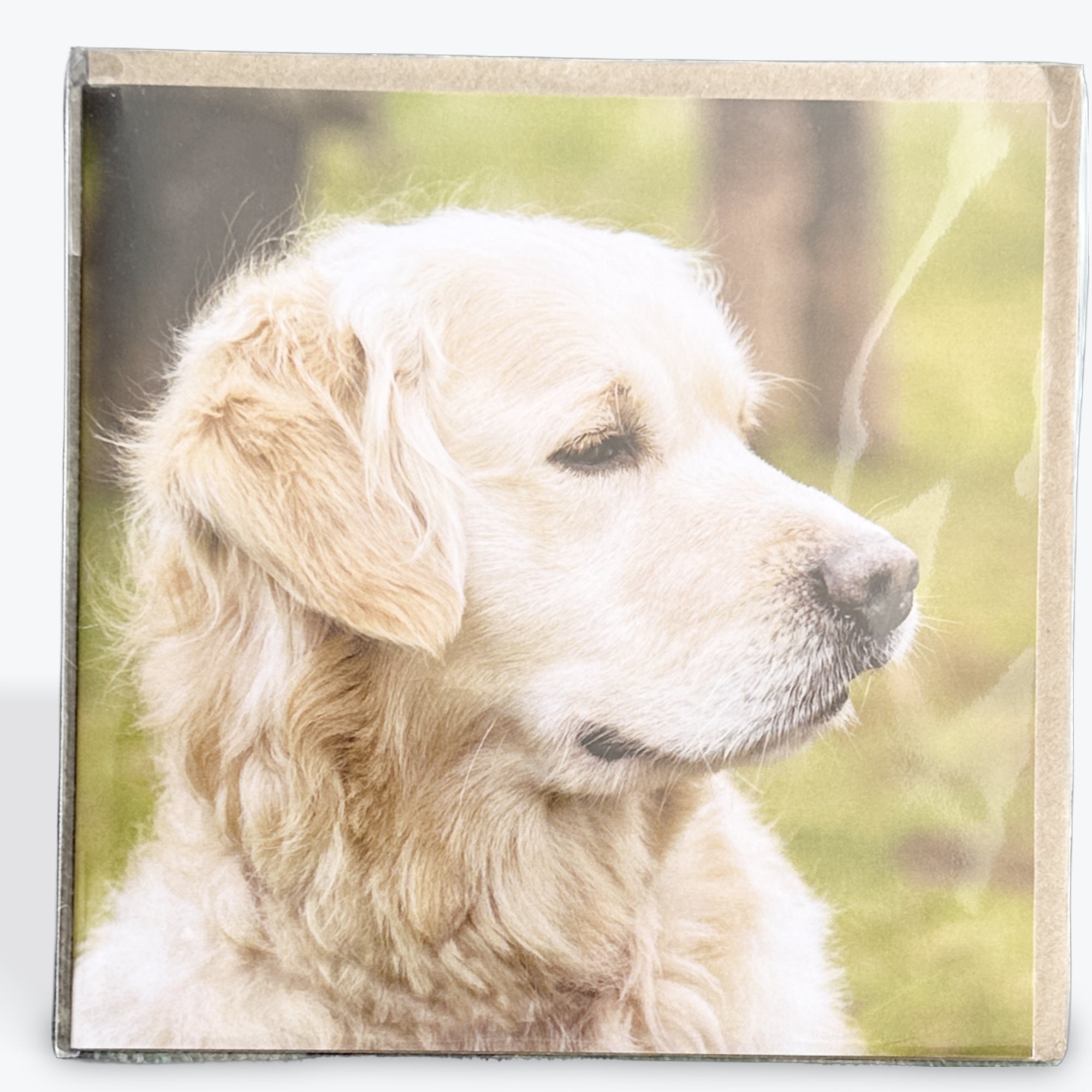 Blonde Labrador - Card