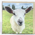 Jed (Cute Lamb) - Card